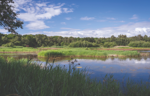 Potteric Carr Nature Reserve