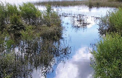 Thorpe Marsh Nature Reserve