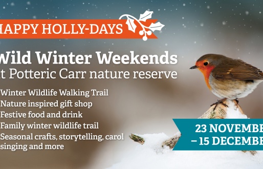 Happy Holly-Days: Wild Winter Weekends at Potteric Carr nature reserve