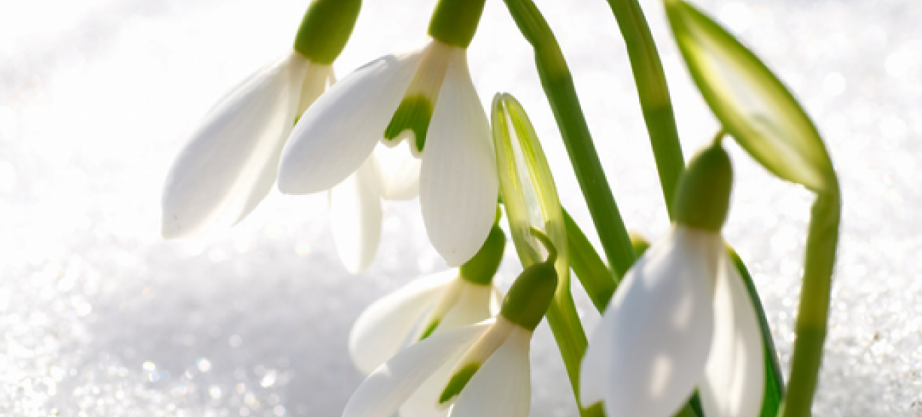 Snowdrop Festival