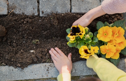Doncaster's Bloom Trail