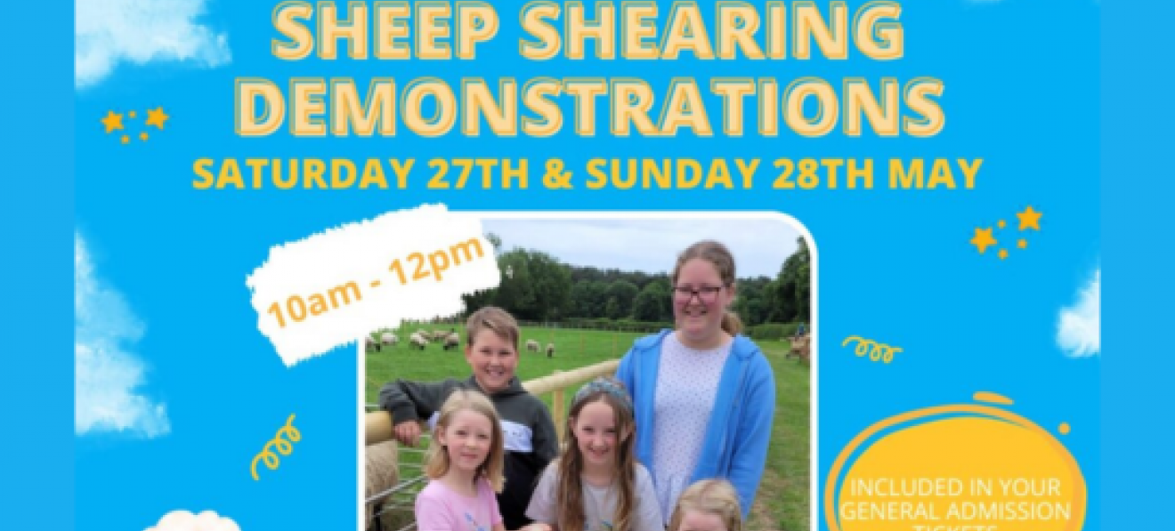 Sheep Sheering