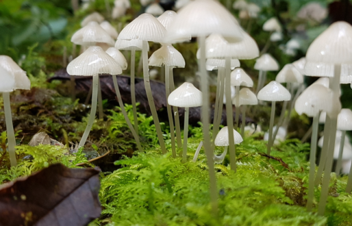 Fungi Fest at Potteric Carr