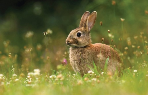 Easter Trail at Potteric Carr