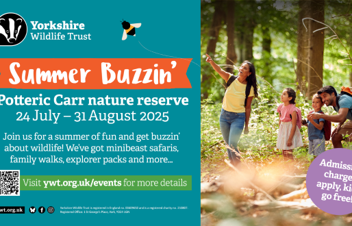 Summer Buzzin at Potteric Carr