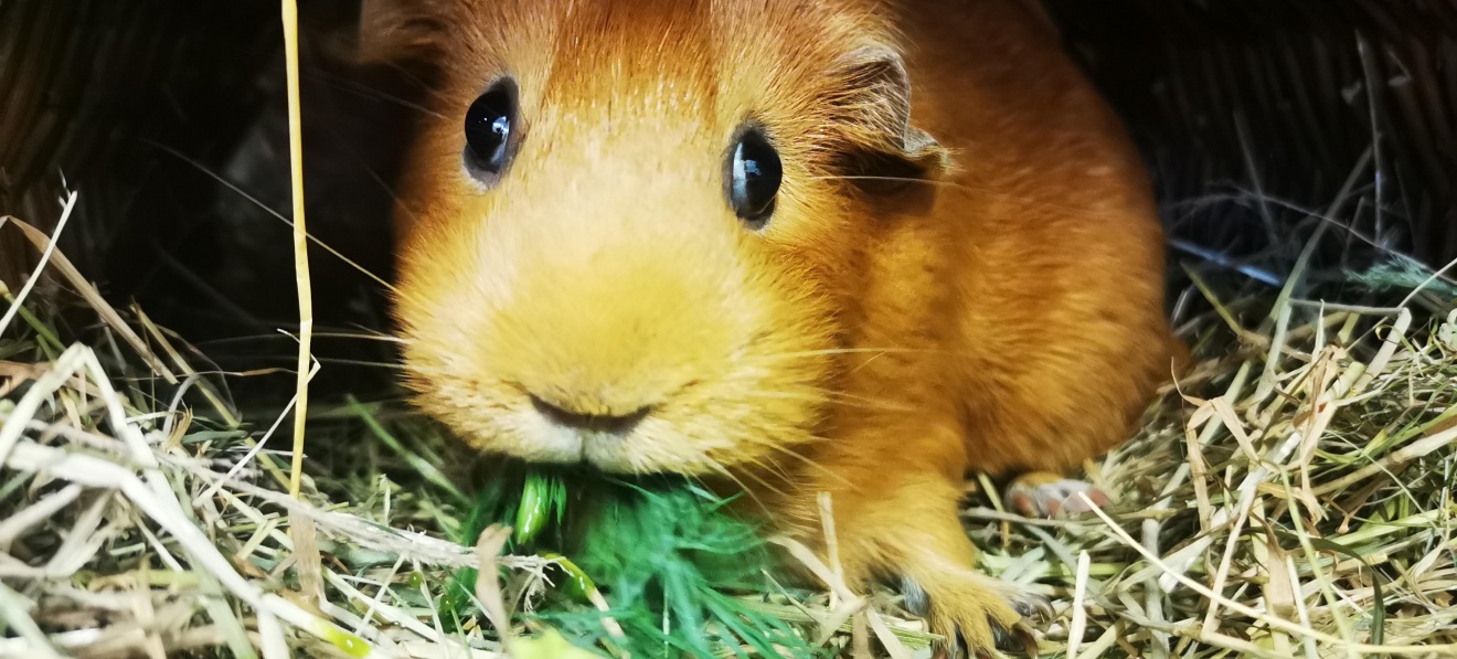 Small and Furry Fun Pet Show