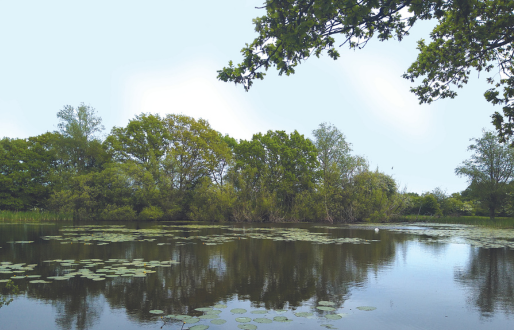 Thorpe Marsh Nature Reserve