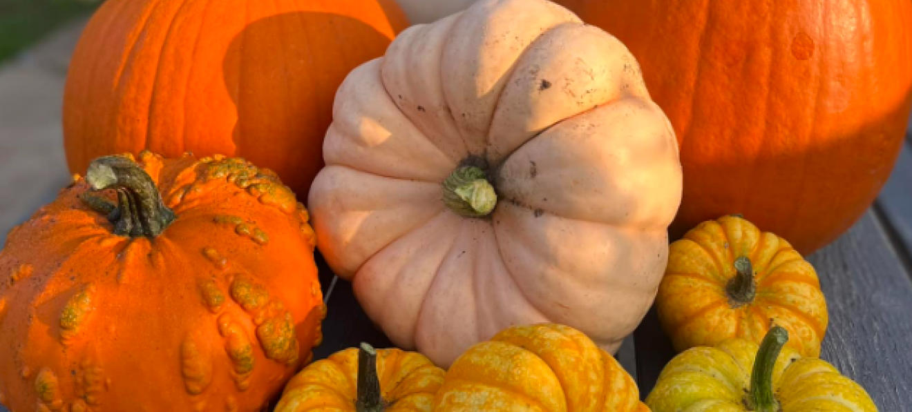 Pumpkin Picking