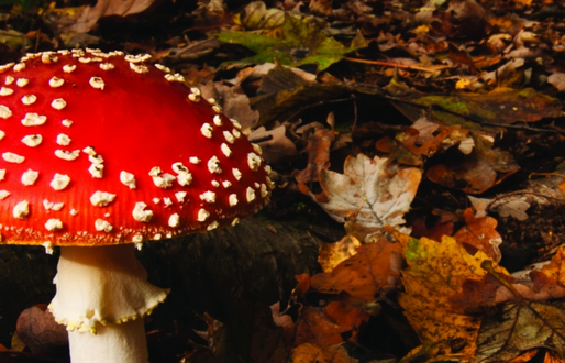 Magical Fungi