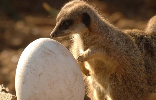 Easter at Yorkshire Wildlife Park