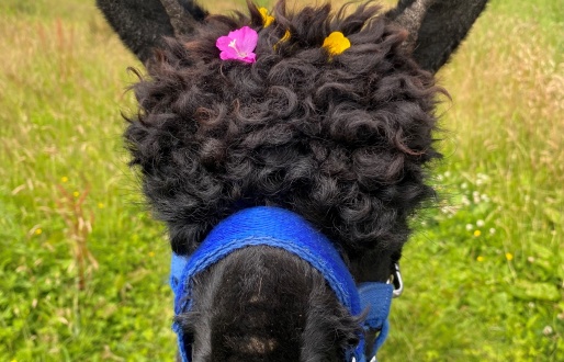 Tickhill Alpacas