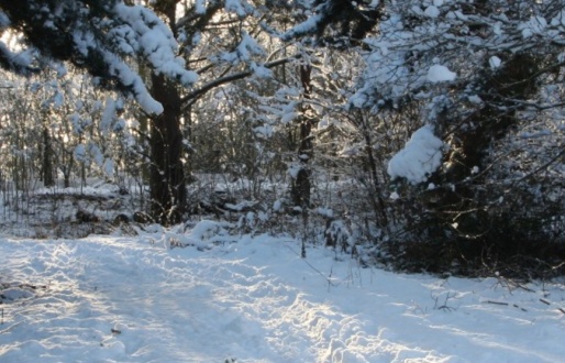 Wild Winter Wonderland