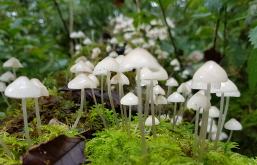 Fungi Fest at Potteric Carr