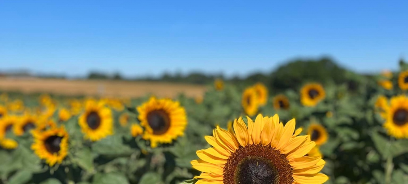 Sunflower and Wildflower Picking