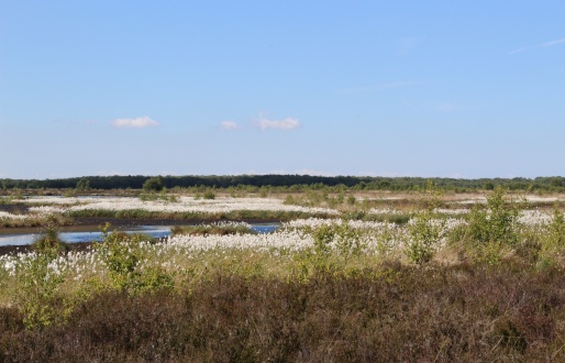 Hatfield Moors