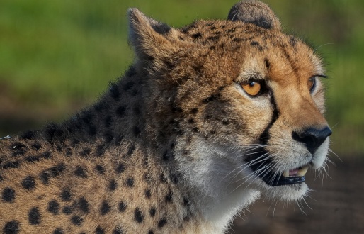 Yorkshire Wildlife Park