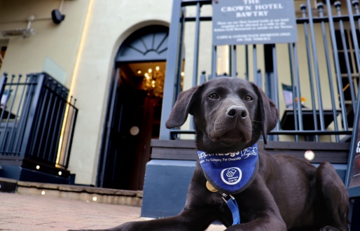 Meet cute super-pups while enjoying afternoon tea… all in the name of charity
