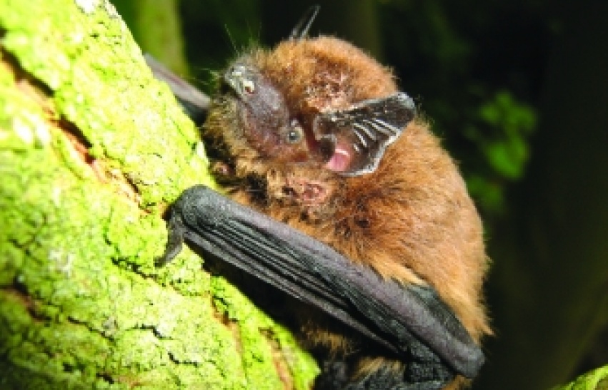 Night-time bat walk at Doncaster's Potteric Carr