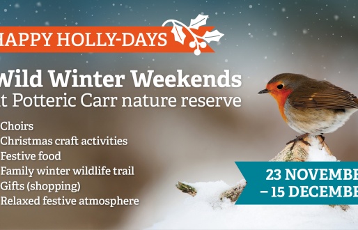 Happy Holly-Days: Wild Winter Weekends at Potteric Carr nature reserve