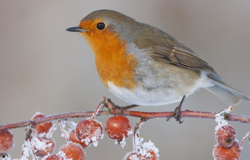 Yorkshire Robin Festival