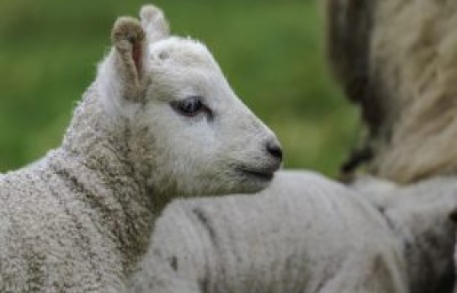 Lambing Week at Boston Park Farm